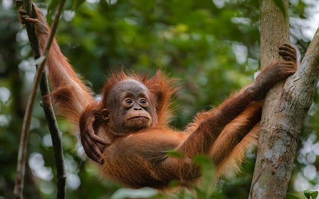 borneo-purnamatours