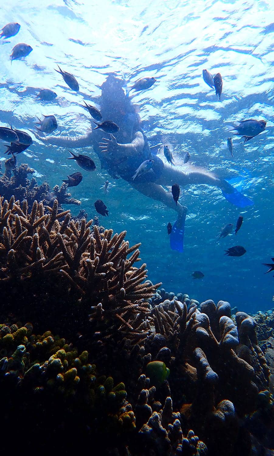marine-life