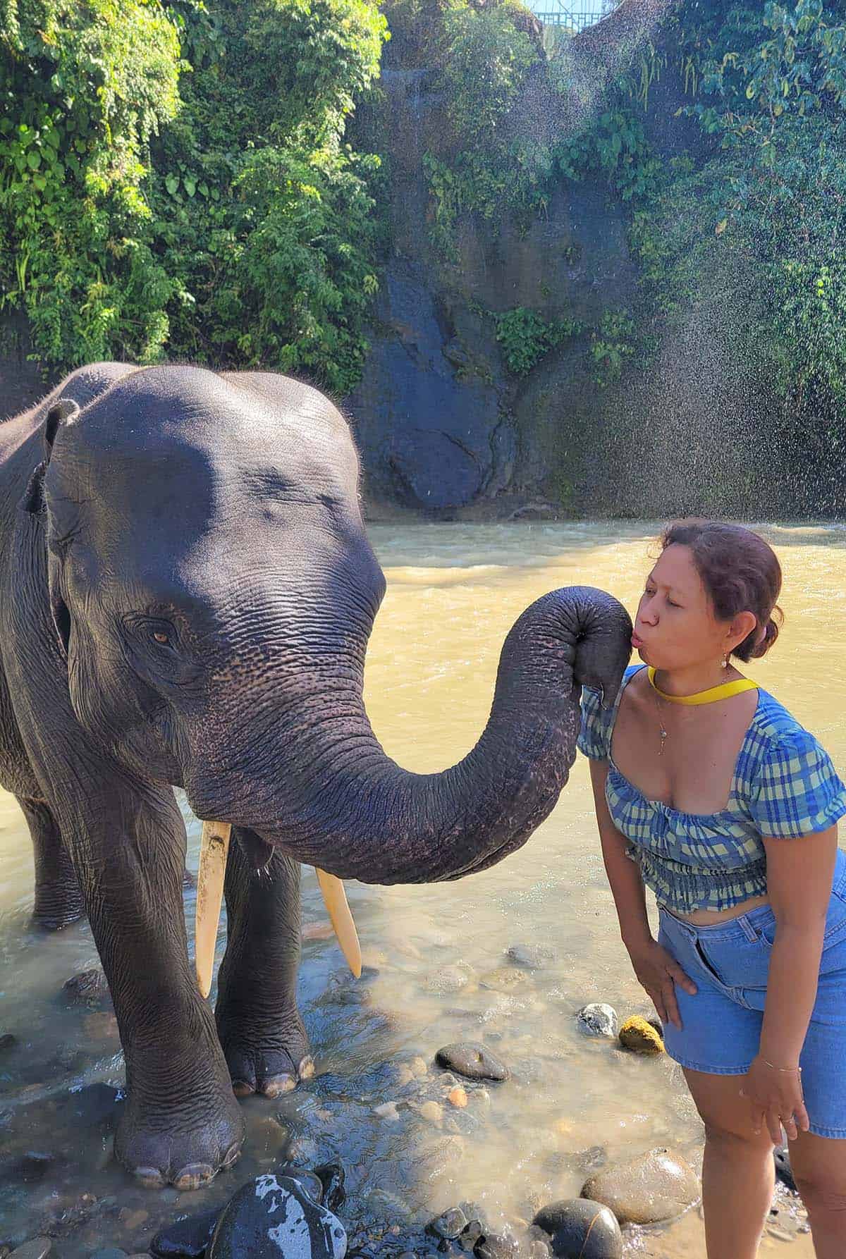 Purnama Tours - Elephant