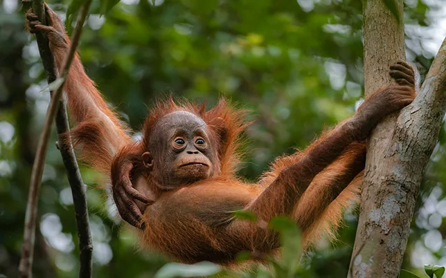 borneo-purnamatours